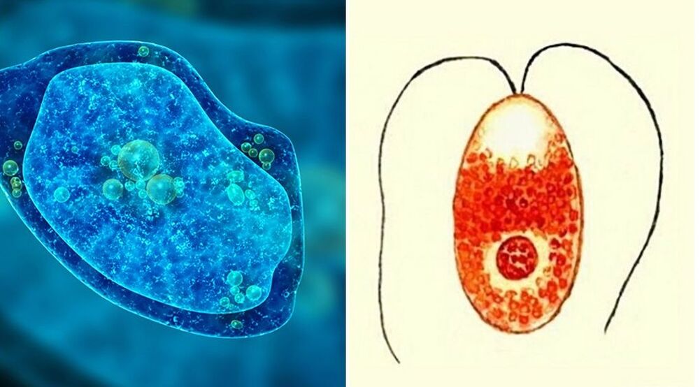 parasit unisel, amoeba disentri dan Plasmodium malaria
