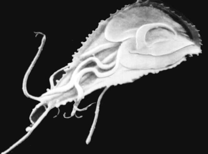 Modium PLA Malarial