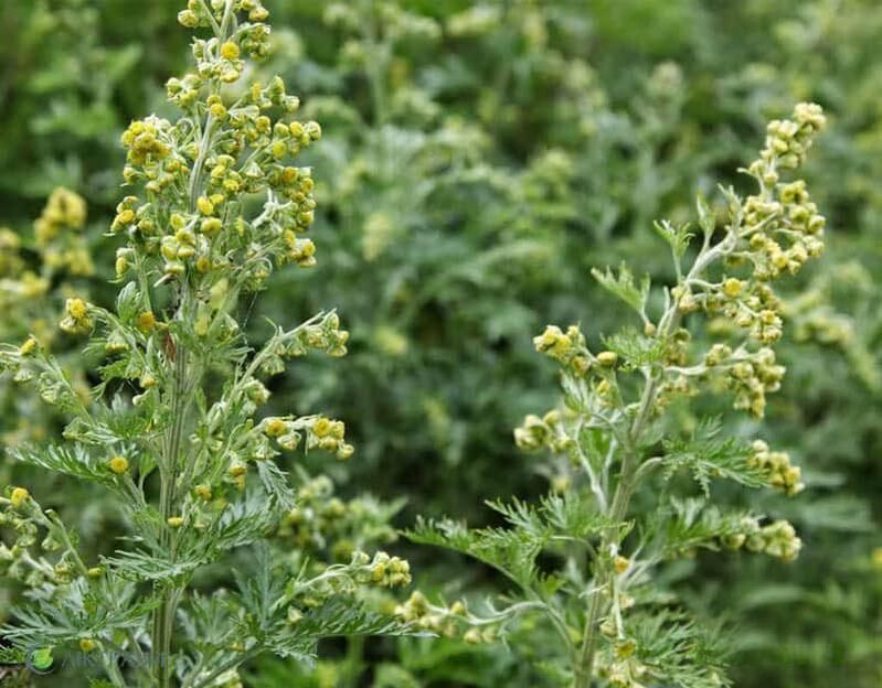 Wormwood pahit dari parasit