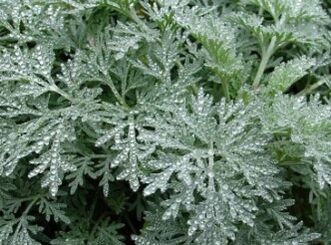 Wormwood melawan cacing
