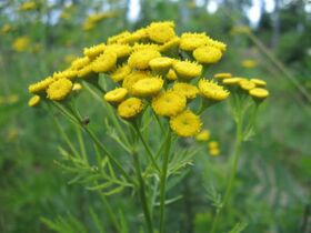 Tansy untuk membuang parasit dari badan